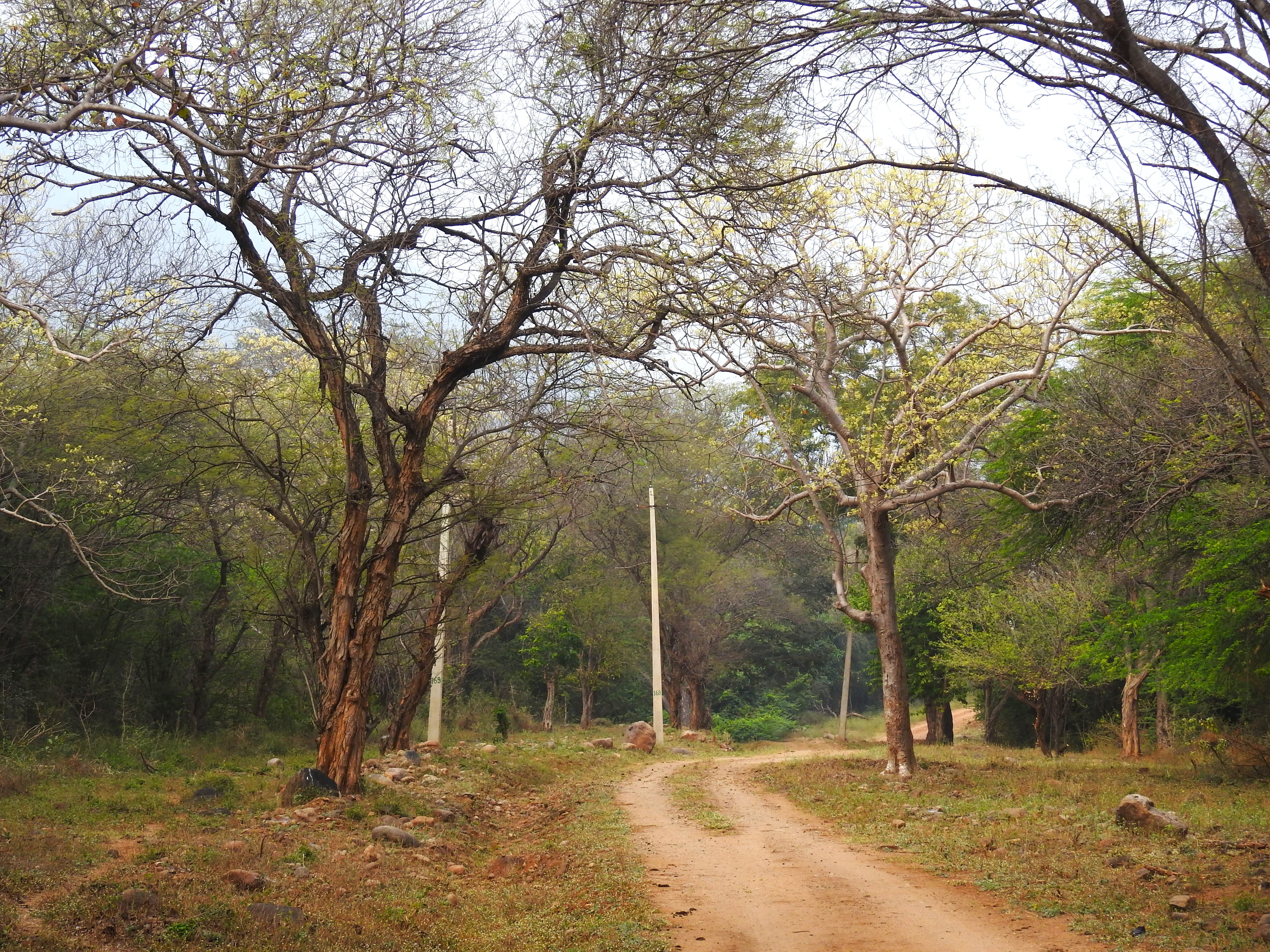 Unraveling mysteries at Gopinatham (Part 2)