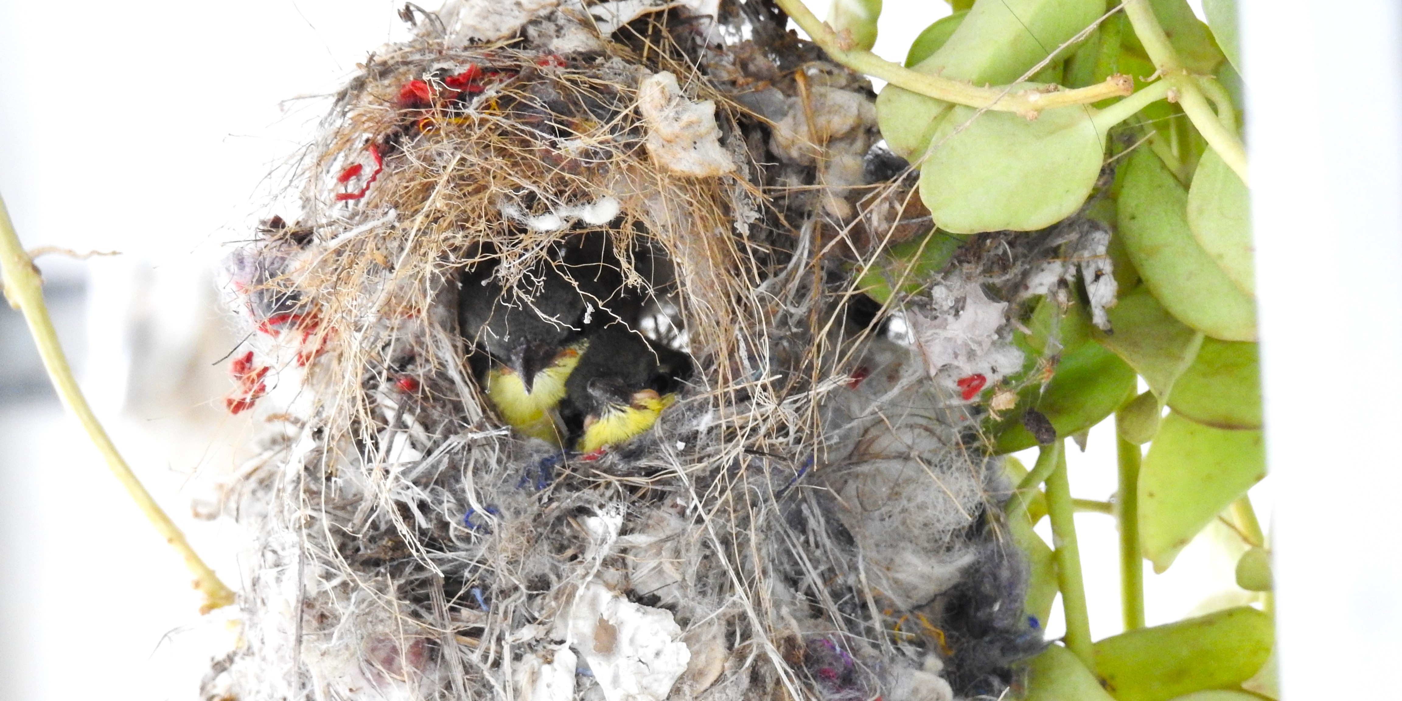 Sunbirds in My Balcony (Part 1)