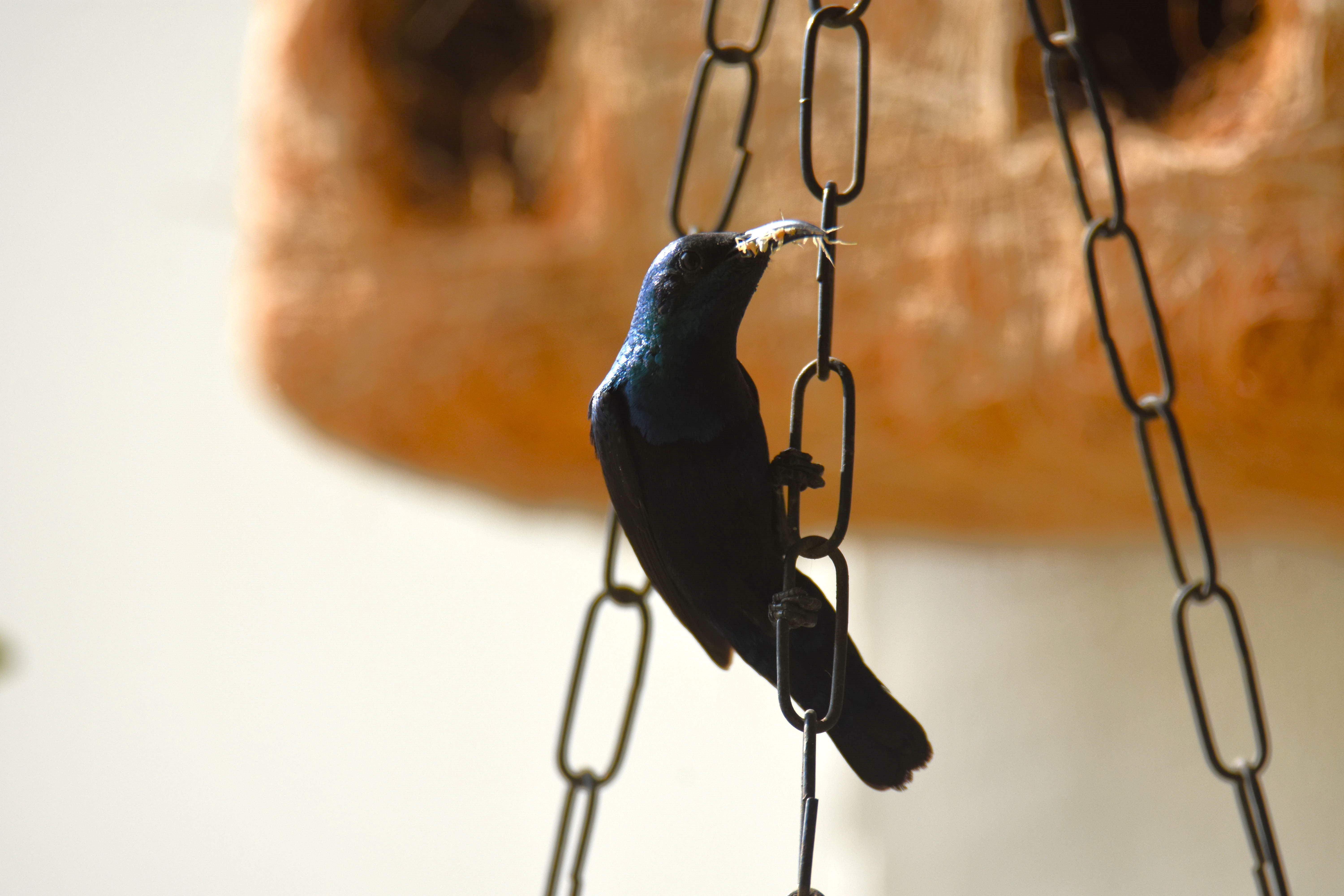 Sunbirds in My Balcony (Part 2)