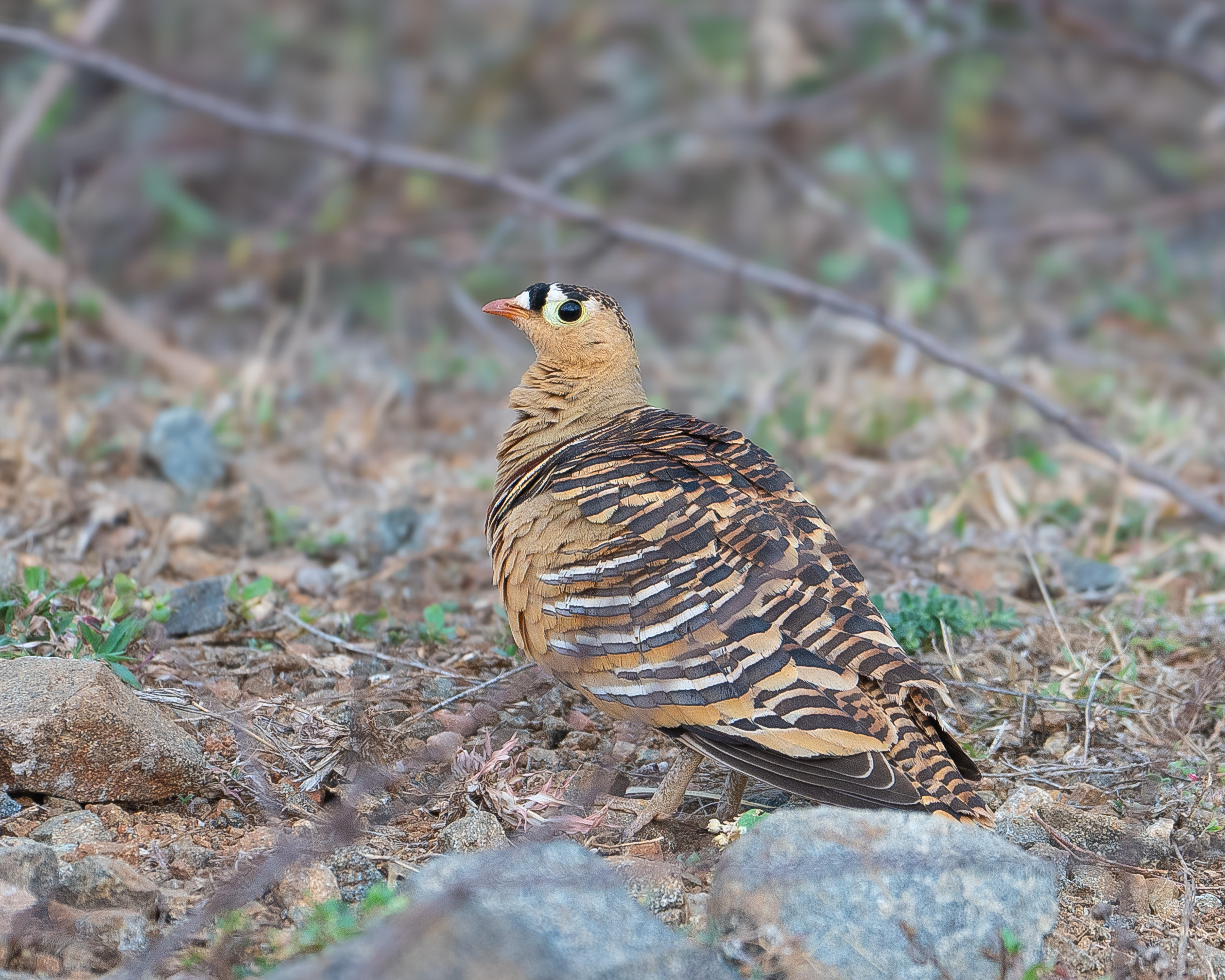 Birding at Galibore: A Day of Brilliant Sightings