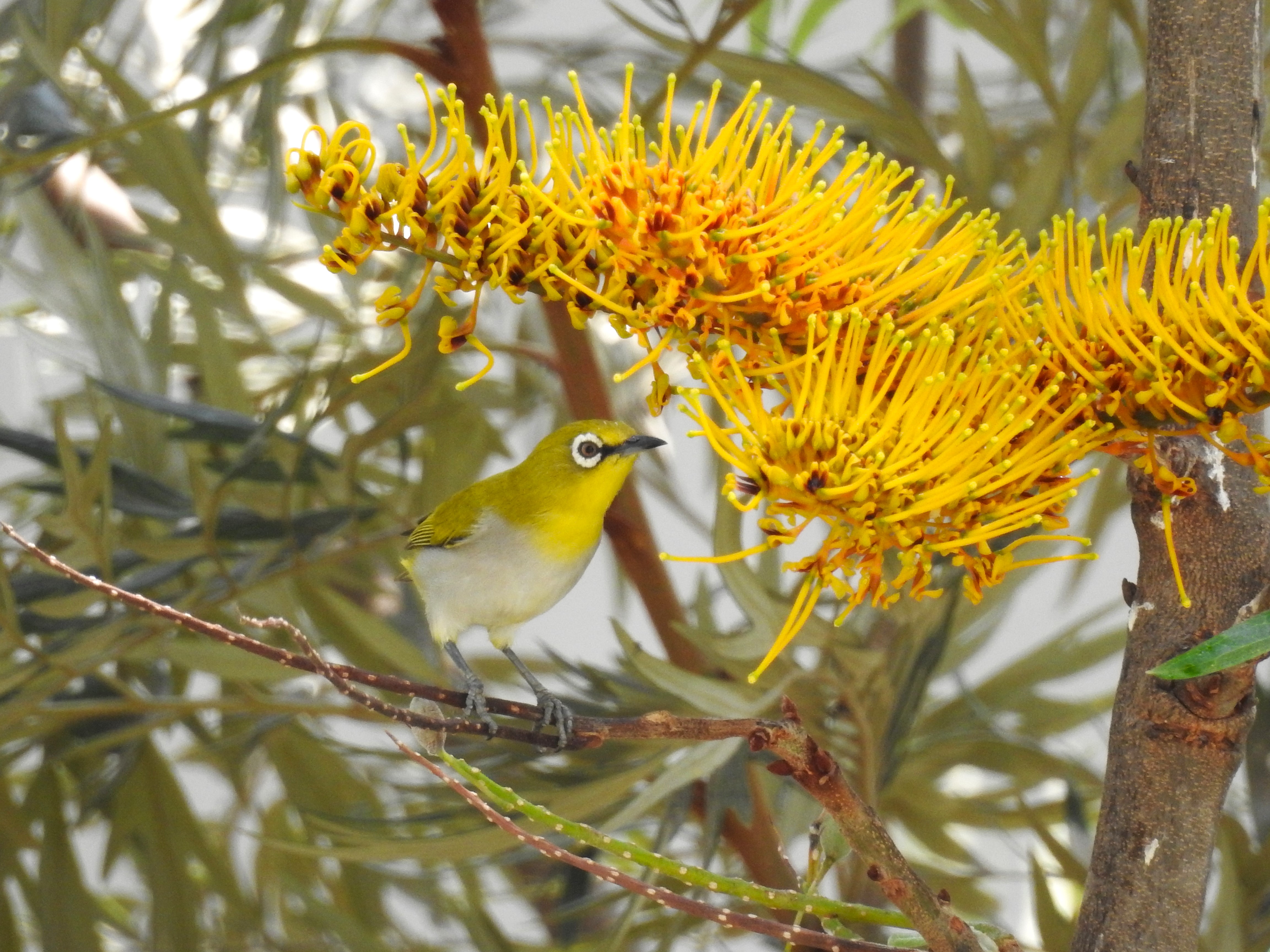 Balcony Birdwatching: Who’s That Perched Outside?