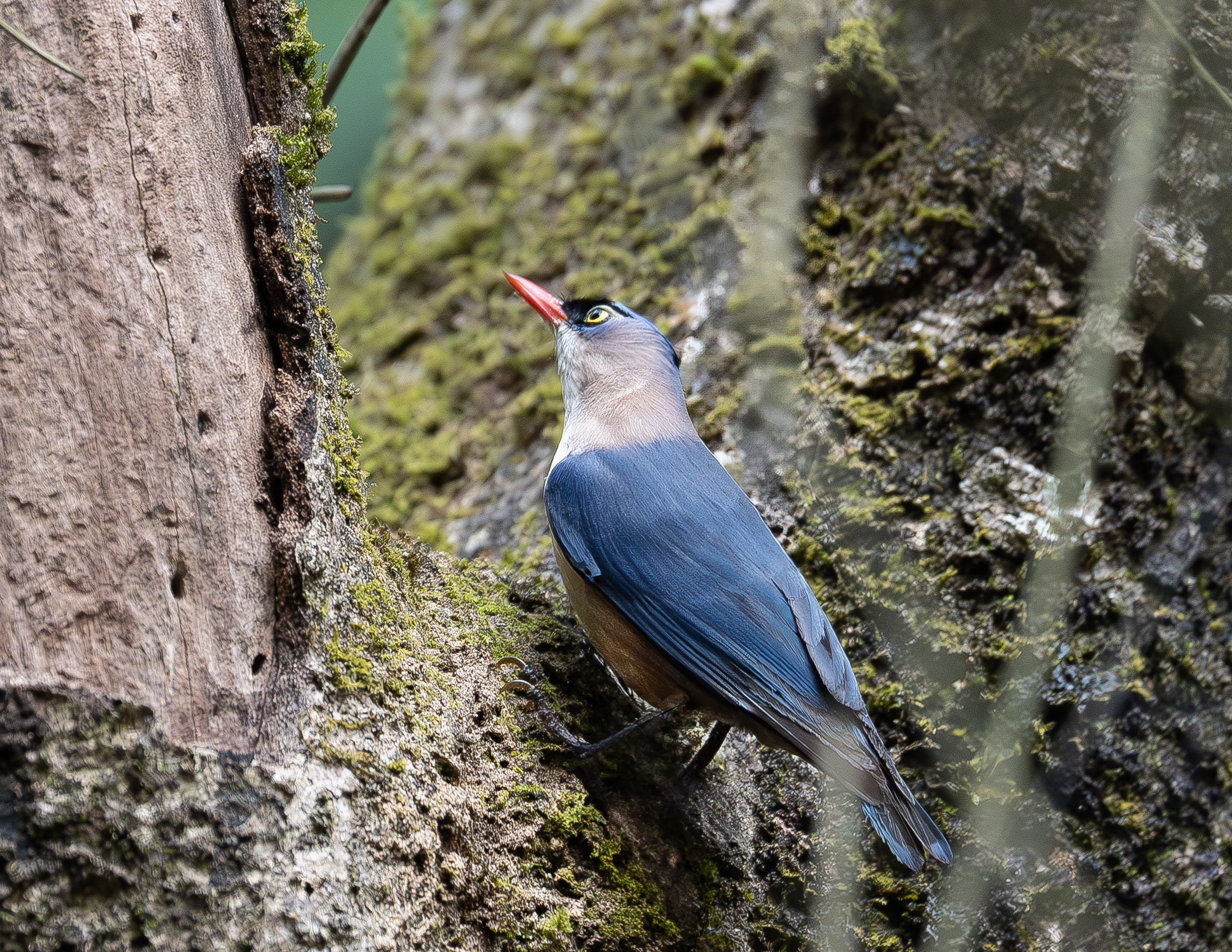 A Quick Weekend Birding Trip to Sakleshpur: What We Spotted