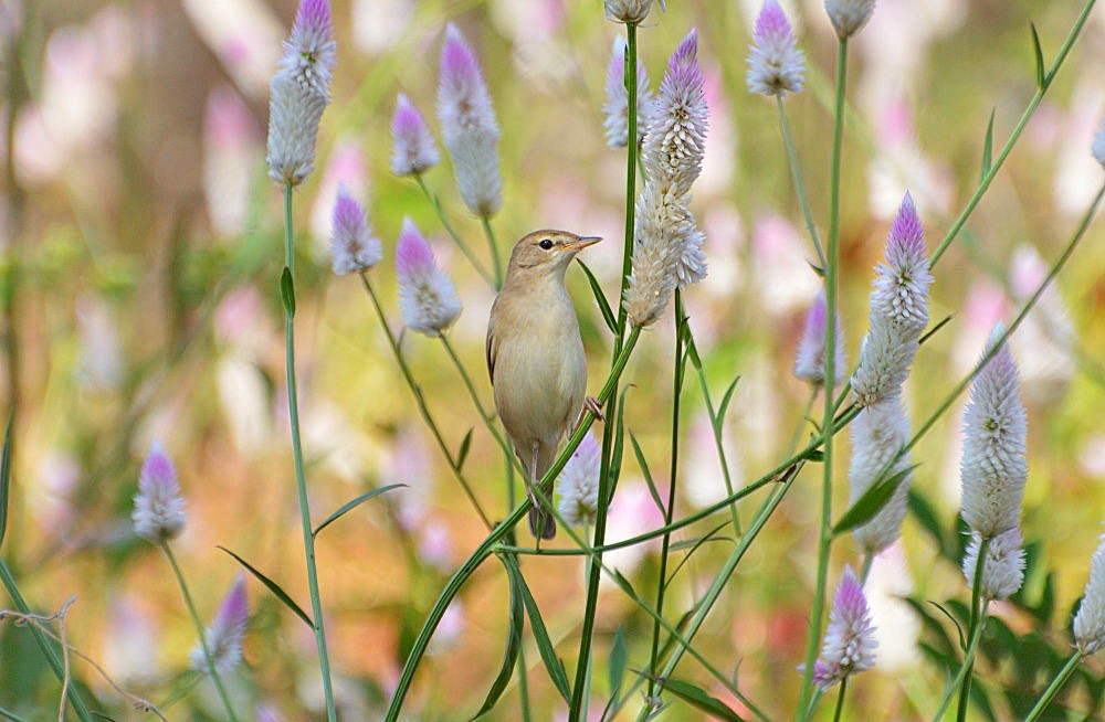 Wonders of the Grassland: Birding at Jayamangali Blackbuck Sanctuary