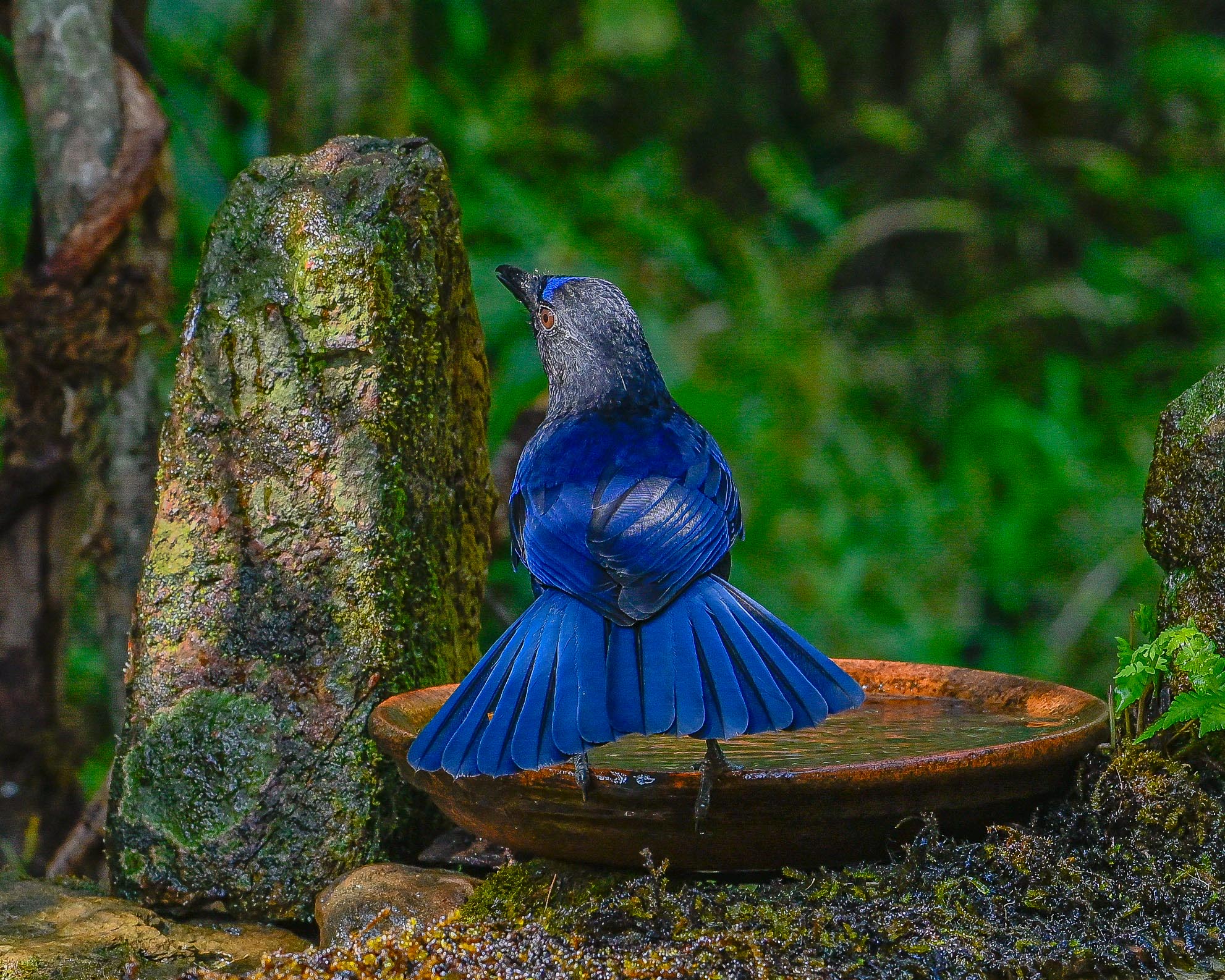 From the Himalayas to the Western Ghats: A Tale of Two Whistling Thrushes