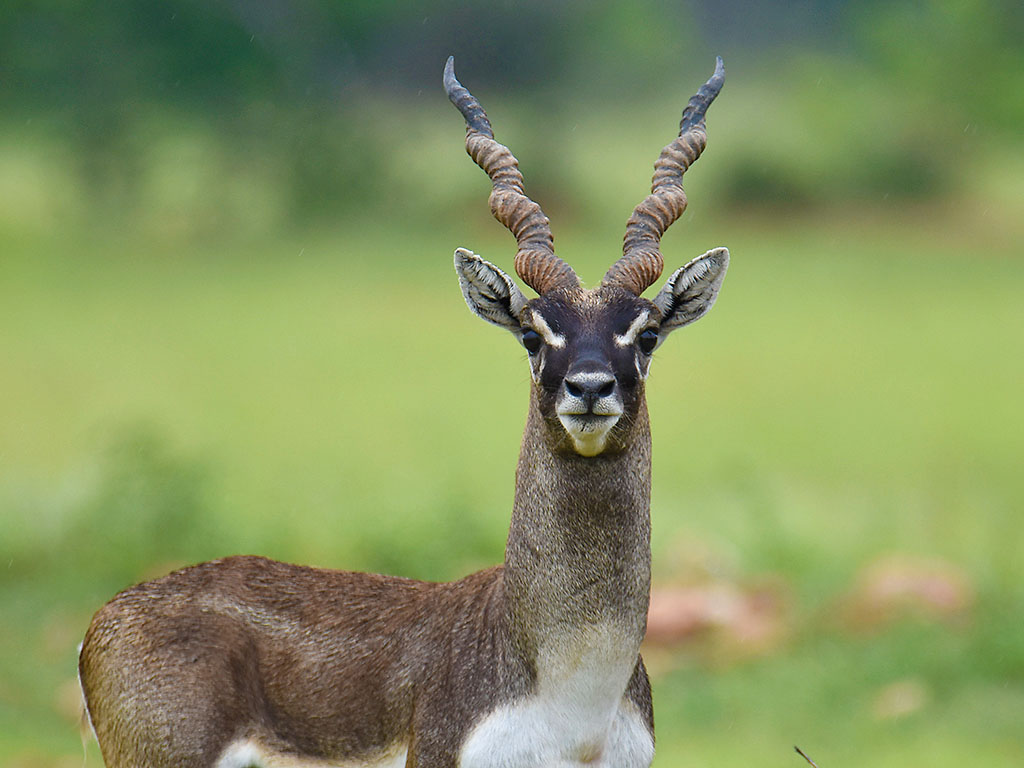 Grassland Tales: Of Blackbucks and Other Animals of Jayamangali